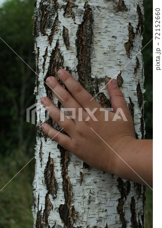 The hand of the girl touches the birch in the forest. On the ground, blurred green grass. Selective focus 72152660