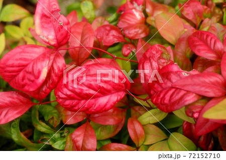 秋の風景:紅葉:オタフクナンテン:植え込み 秋の風景:紅葉:オタフクナンテン:植え込み 72152710