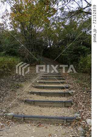 公園の木の丸太の階段の写真の写真素材