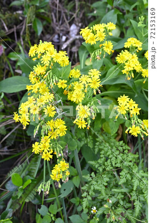奄美大島の海岸近くに咲くホソバワダン（キク科） 72153169