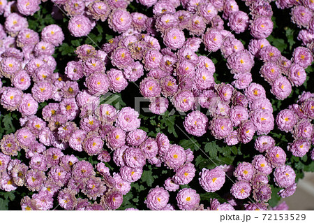 明るい光と小菊の花 明るい光と小菊の花 72153529