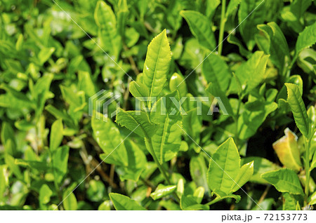 新茶シーズンの茶畑 72153773