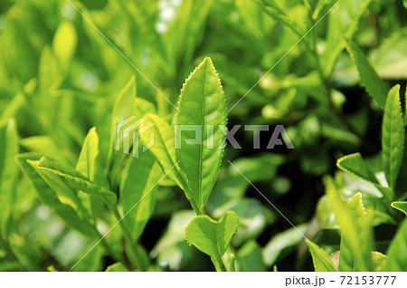 新茶シーズンの茶畑 新茶シーズンの茶畑 72153777