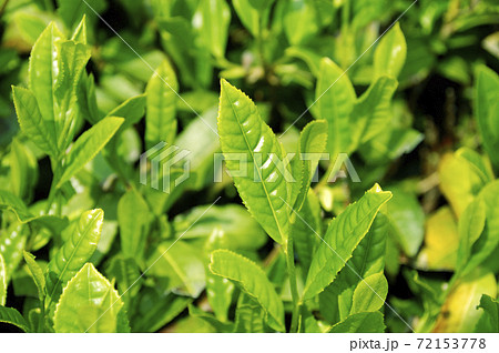 新茶シーズンの茶畑 新茶シーズンの茶畑 72153778