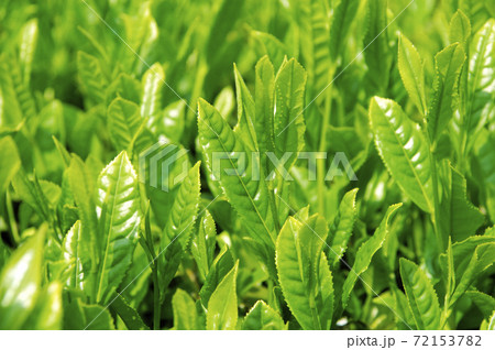 新茶シーズンの茶畑 72153782