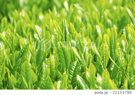 新茶シーズンの茶畑 新茶シーズンの茶畑 72153790