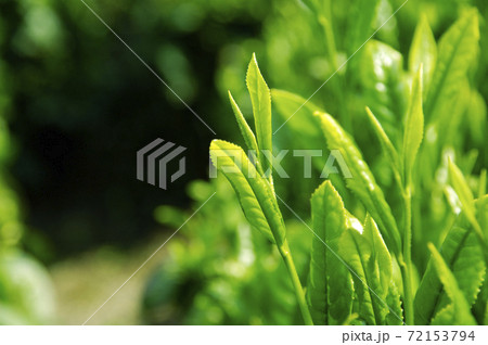 新茶シーズンの茶畑 72153794