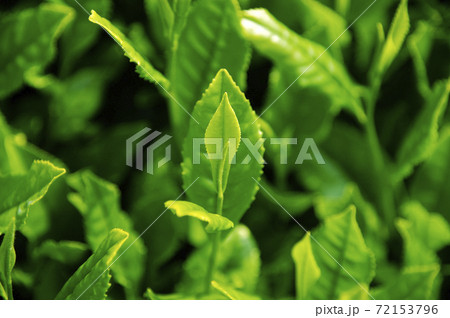 新茶シーズンの茶畑 72153796