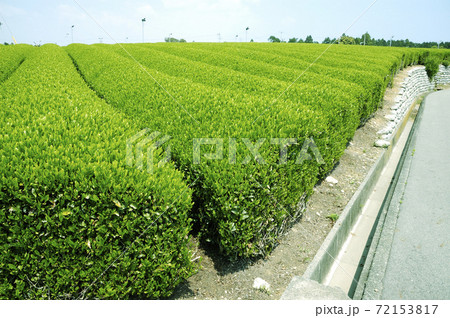 新茶シーズンの茶畑 新茶シーズンの茶畑 72153817