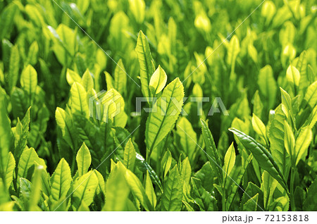新茶シーズンの茶畑 72153818