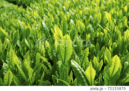 新茶シーズンの茶畑 72153870
