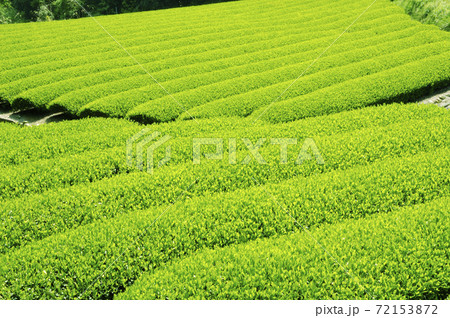新茶シーズンの茶畑 72153872