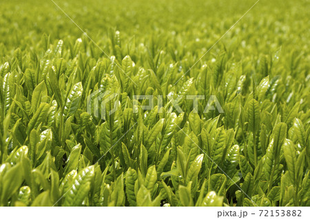 新茶シーズンの茶畑 新茶シーズンの茶畑 72153882
