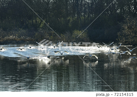 埼玉県川島町越辺川白鳥飛来地の飛び立つ白鳥 埼玉県川島町越辺川白鳥飛来地の飛び立つ白鳥 72154315