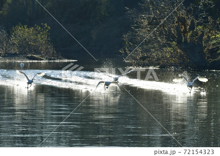 埼玉県川島町越辺川白鳥飛来地の飛び立つ白鳥 埼玉県川島町越辺川白鳥飛来地の飛び立つ白鳥 72154323