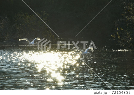 埼玉県川島町越辺川白鳥飛来地の飛び立つ白鳥 埼玉県川島町越辺川白鳥飛来地の飛び立つ白鳥 72154355