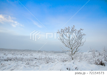 lonely tree 72154573