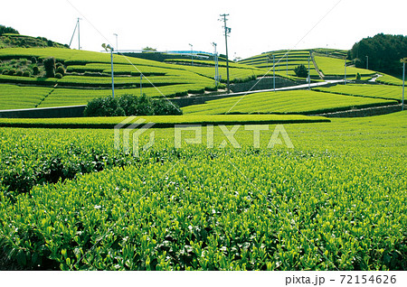 新茶シーズンの茶畑 72154626