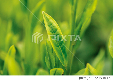 新茶シーズンの茶畑 新茶シーズンの茶畑 72154647