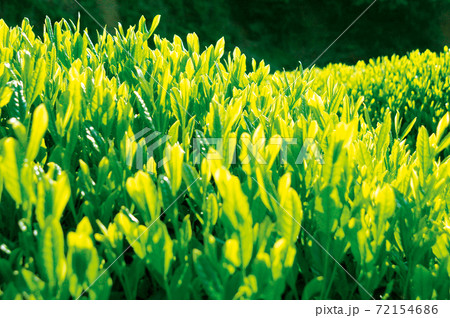 新茶シーズンの茶畑 新茶シーズンの茶畑 72154686