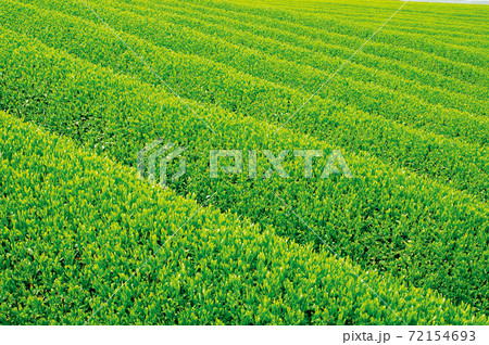 新茶シーズンの茶畑 新茶シーズンの茶畑 72154693