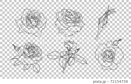 Set of line drawings of roses flowers isolated on white background 72154739