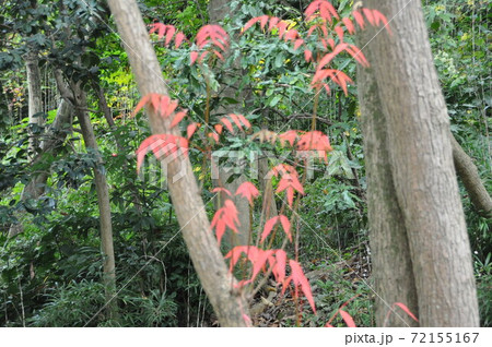 紅葉 紅葉 72155167