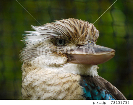 ケアンズ・トロピカルズーのワライカワセミ 72155752