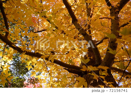 秋・公園のカエデ 秋・公園のカエデ 72156741