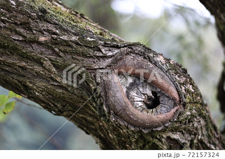 生命力のある苔むした木の写真素材