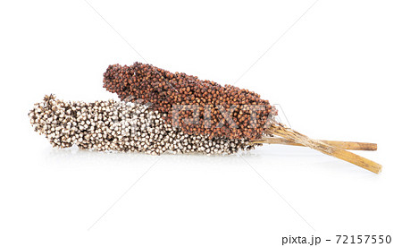 sorghum isolated on white background. 72157550