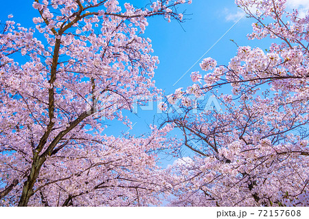 枚方市 桜公園の満開の桜 72157608
