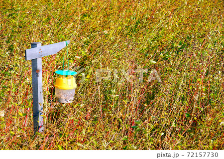 蕎麦畑と害虫駆除 72157730