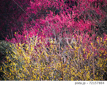 紅梅と蝋梅 72157864