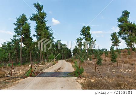 road to the forest 72158201