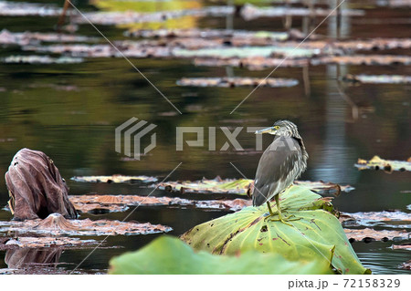 アカガシラサギ　服部緑地の蓮池にやって来ました 72158329