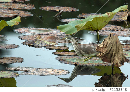 アカガシラサギ　服部緑地の蓮池にやって来ました 72158348