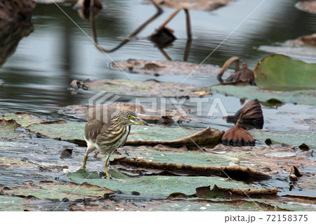 アカガシラサギ　服部緑地の蓮池にやって来ました 72158375