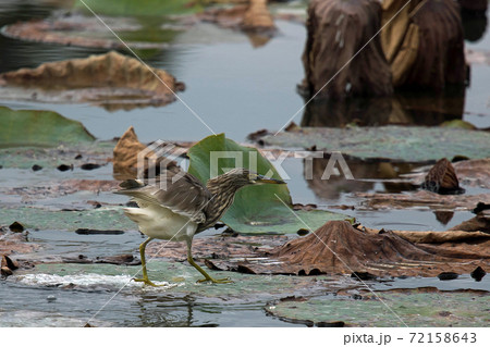 アカガシラサギ　服部緑地の蓮池にやって来ました 72158643