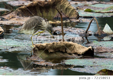 アカガシラサギ　服部緑地の蓮池にやって来ました 72158653