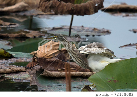アカガシラサギ　服部緑地の蓮池にやって来ました 72158682