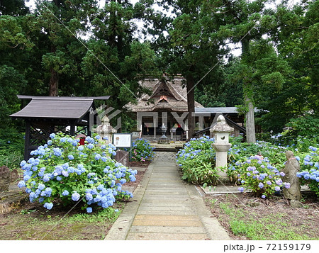 笹野観音堂　アジサイ 72159179