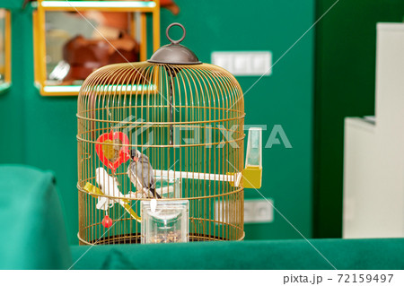 Parrot in home cage. Parrot in home cage. 72159497