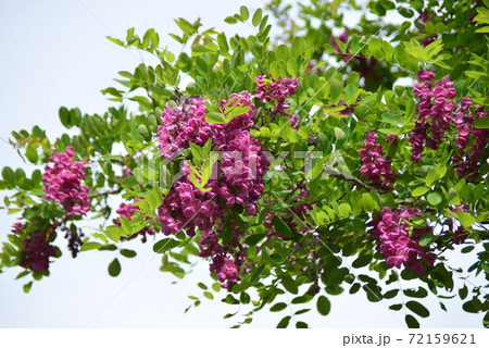 赤紫色の房状の花 72159621