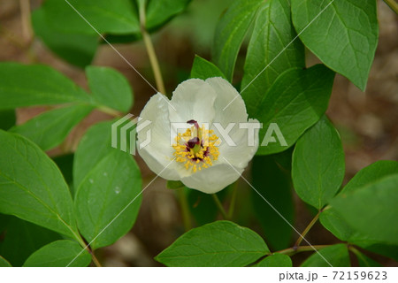 清楚な花山芍薬 清楚な花山芍薬 72159623