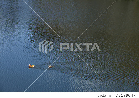 番の鴛鴦、帰巣中の番-2 番の鴛鴦、帰巣中の番-2 72159647