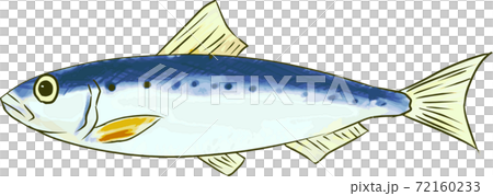 イカとイワシの手書きの画像 イカとイワシの手書きの画像 シンプルな手書きのイワシのイラストの