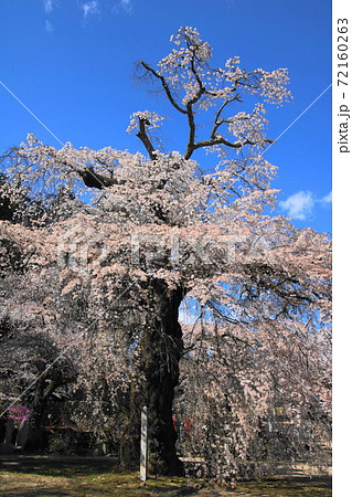 瑠璃寺のしだれ桜 瑠璃寺のしだれ桜 72160263