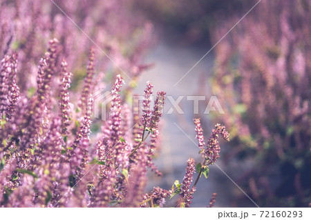 台湾 秋 あき 72160293