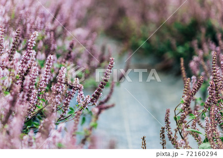 台湾 秋 あき 72160294